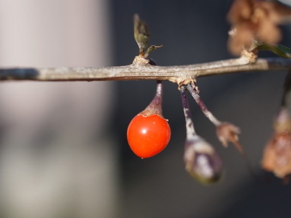 f:id:elmikamino:20111128112150j:image