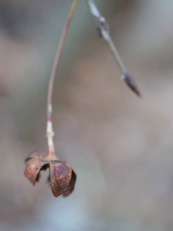 f:id:elmikamino:20111128121525j:image