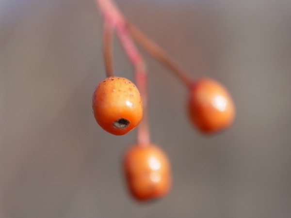 f:id:elmikamino:20111128122236j:image