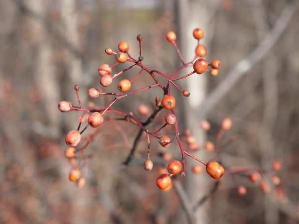 f:id:elmikamino:20111128122254j:image