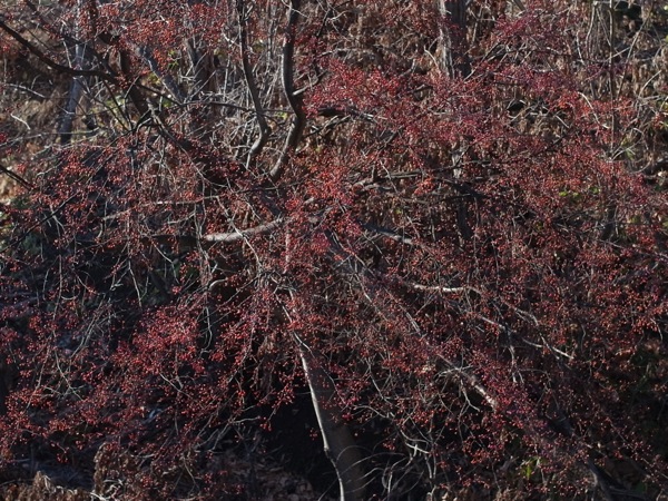 f:id:elmikamino:20111128123528j:image