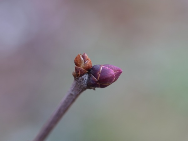 f:id:elmikamino:20111130101107j:image