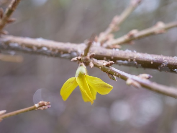 f:id:elmikamino:20111130101215j:image