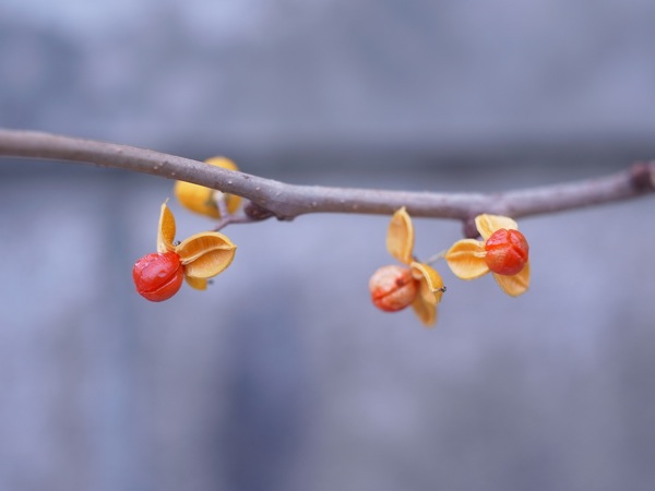 f:id:elmikamino:20111130101405j:image