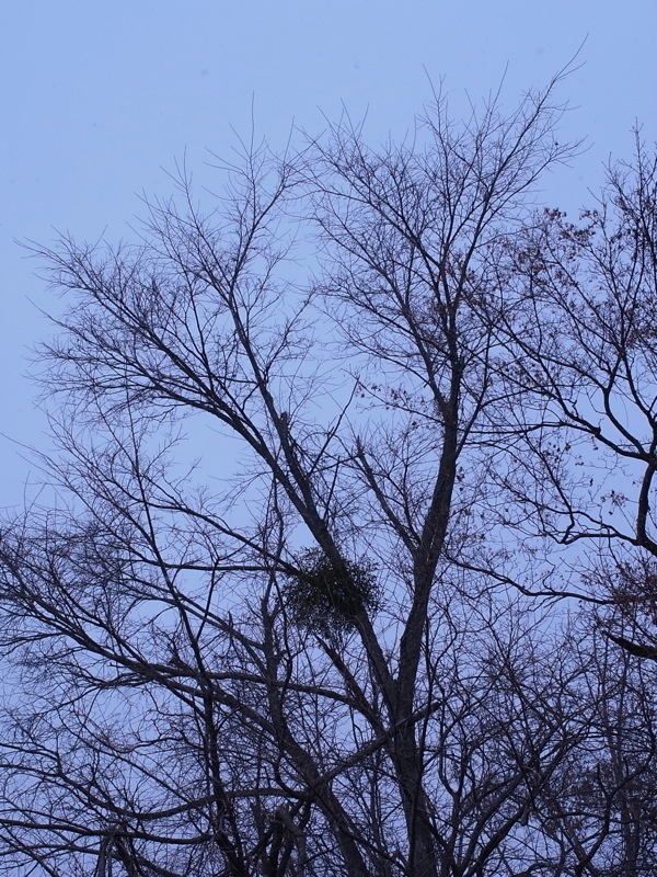 f:id:elmikamino:20111130101850j:image