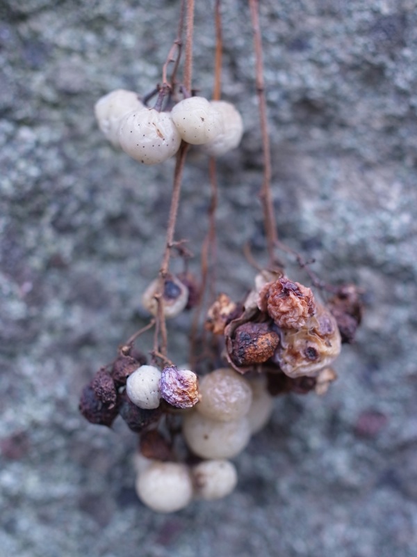 f:id:elmikamino:20111130102907j:image