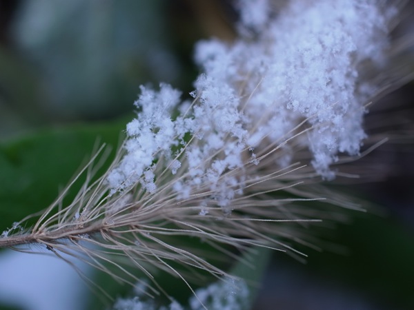 f:id:elmikamino:20111130103005j:image