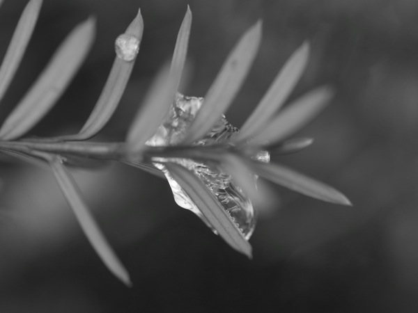 f:id:elmikamino:20111202103313j:image