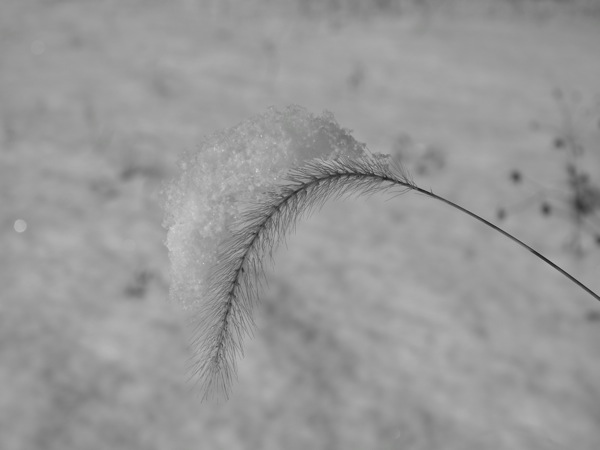 f:id:elmikamino:20111202104144j:image