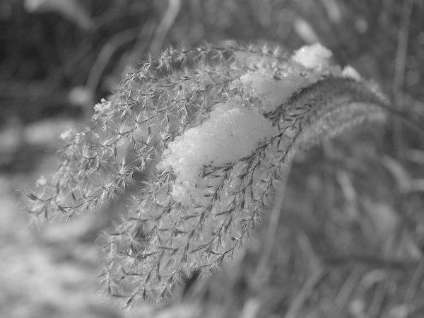 f:id:elmikamino:20111202104330j:image