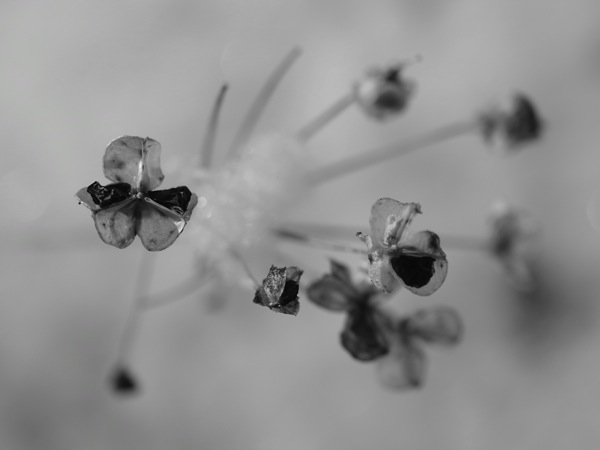 f:id:elmikamino:20111202104432j:image