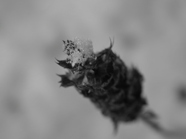 f:id:elmikamino:20111202104457j:image