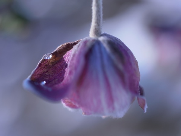 f:id:elmikamino:20111202105428j:image