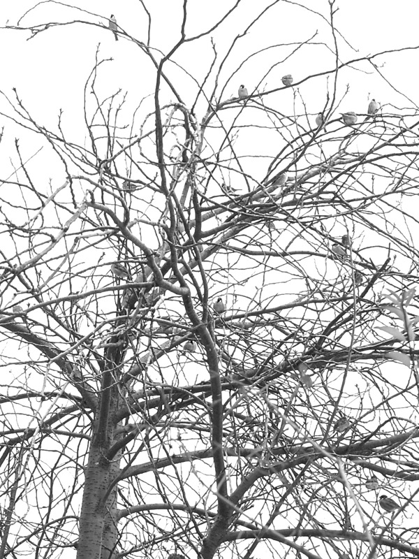 f:id:elmikamino:20111203103710j:image