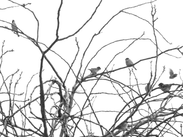 f:id:elmikamino:20111203103717j:image