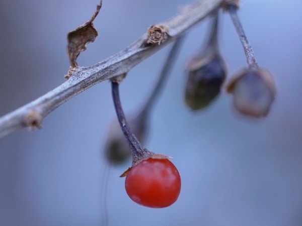 f:id:elmikamino:20111203104108j:image