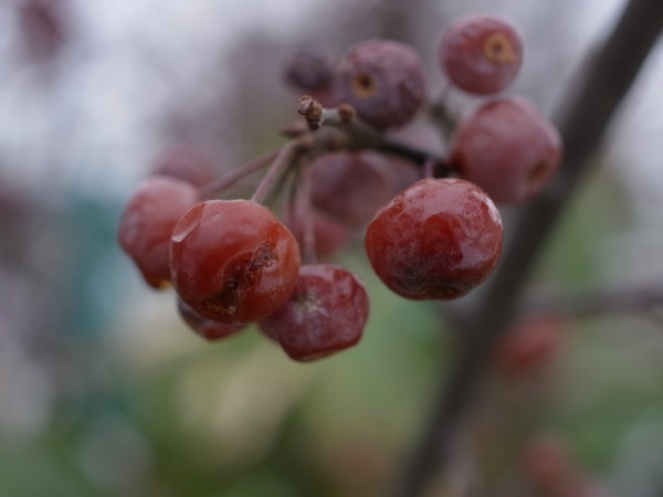 f:id:elmikamino:20111203110321j:image