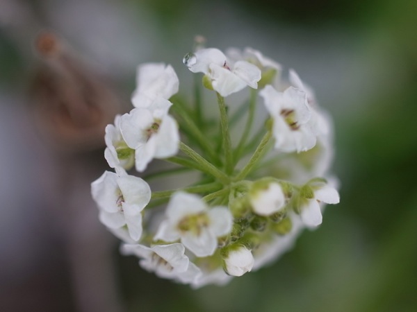 f:id:elmikamino:20111203110437j:image