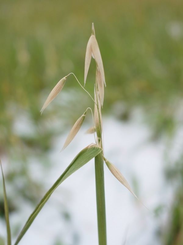 f:id:elmikamino:20111203111417j:image