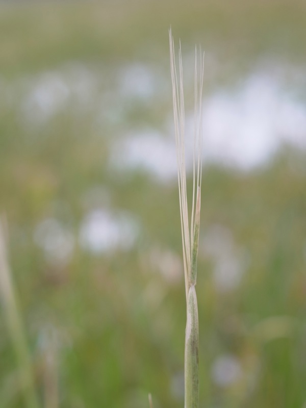 f:id:elmikamino:20111203111517j:image