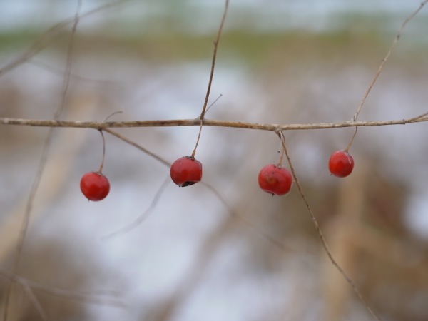 f:id:elmikamino:20111203111641j:image