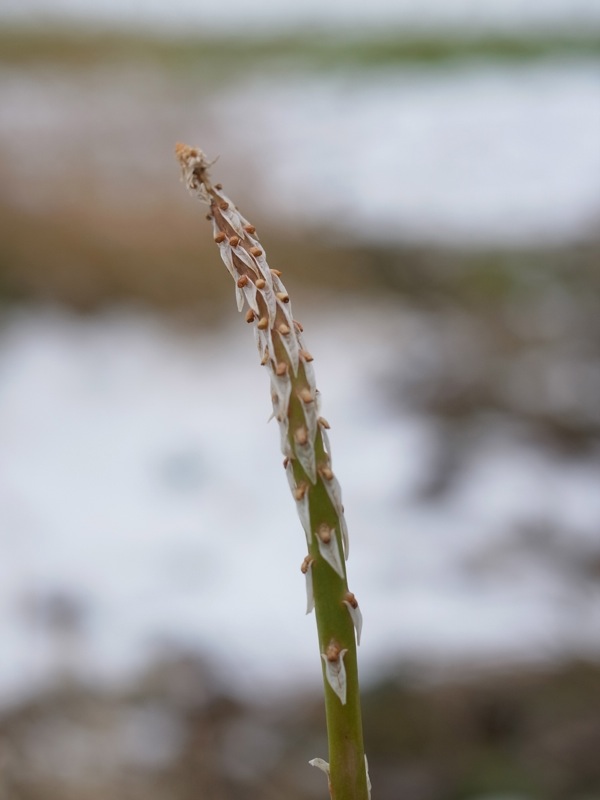 f:id:elmikamino:20111203111730j:image