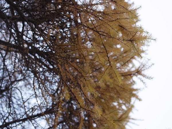 f:id:elmikamino:20111203111838j:image