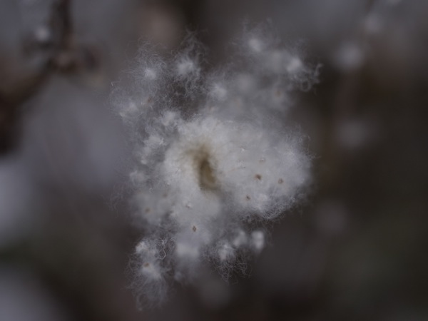 f:id:elmikamino:20111203112429j:image