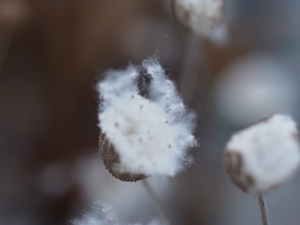 f:id:elmikamino:20111203112445j:image