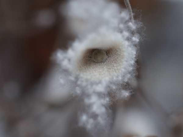 f:id:elmikamino:20111203112457j:image