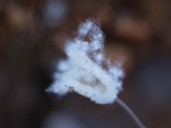 f:id:elmikamino:20111203112501j:image