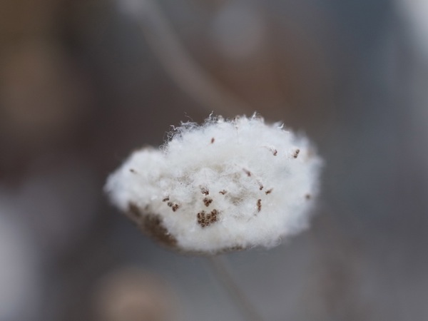 f:id:elmikamino:20111203112515j:image