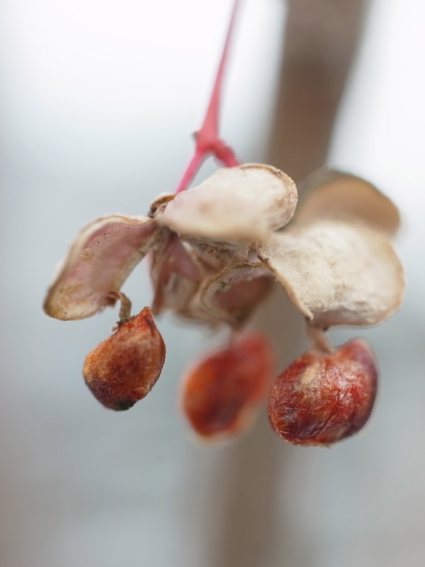 f:id:elmikamino:20111203112931j:image