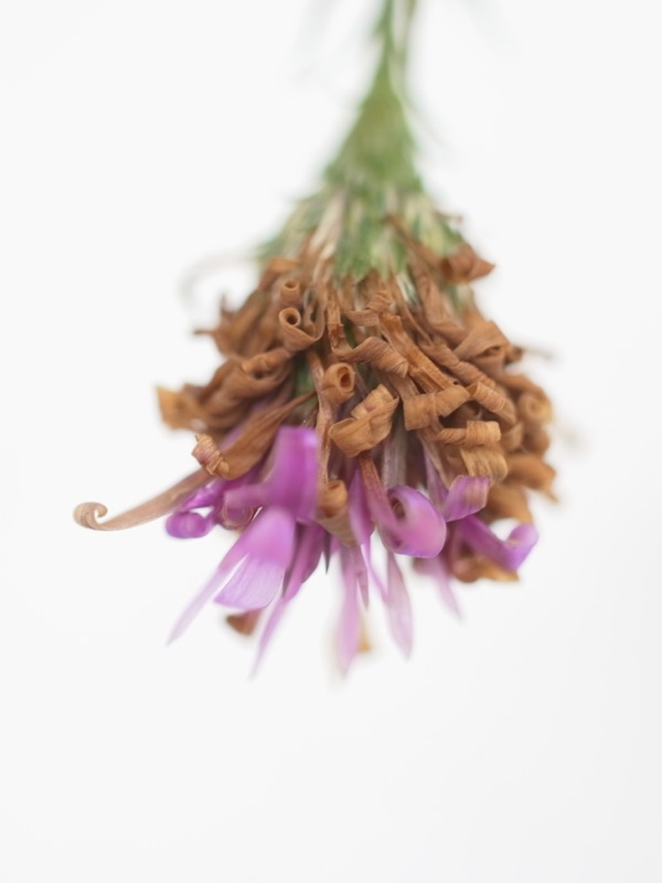 f:id:elmikamino:20111203113023j:image