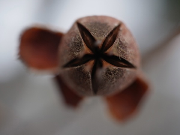 f:id:elmikamino:20111203113438j:image