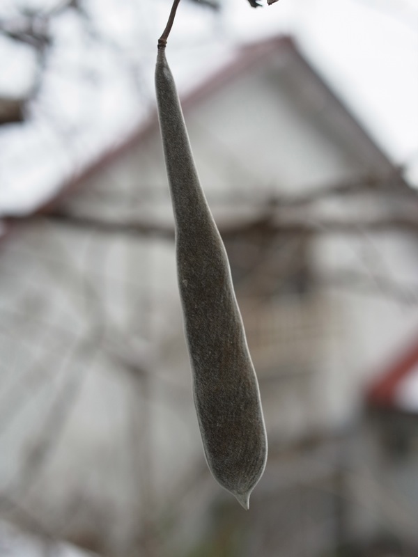 f:id:elmikamino:20111203113815j:image