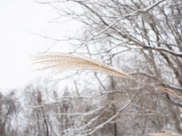 f:id:elmikamino:20111205101511j:image