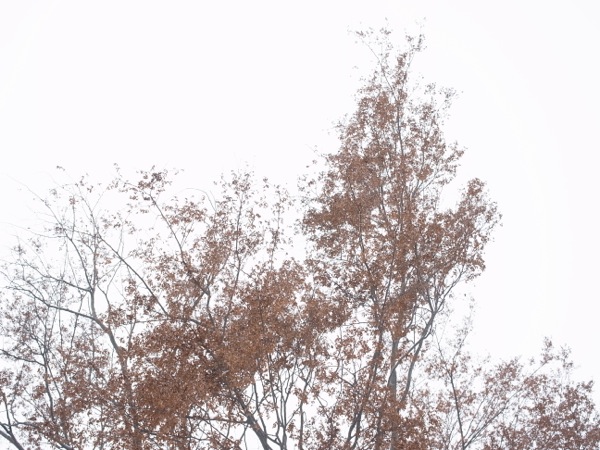 f:id:elmikamino:20111205101940j:image