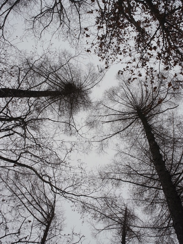 f:id:elmikamino:20111205102736j:image