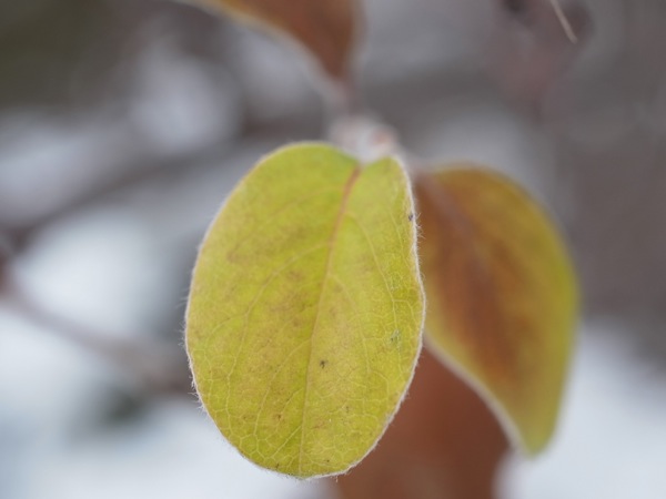 f:id:elmikamino:20111207102319j:image