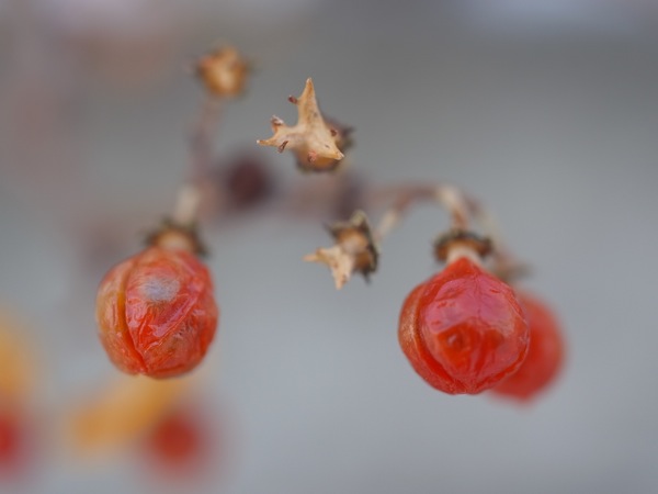 f:id:elmikamino:20111209100303j:image