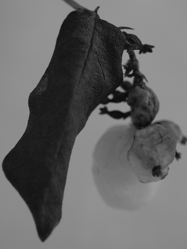 f:id:elmikamino:20111209102123j:image