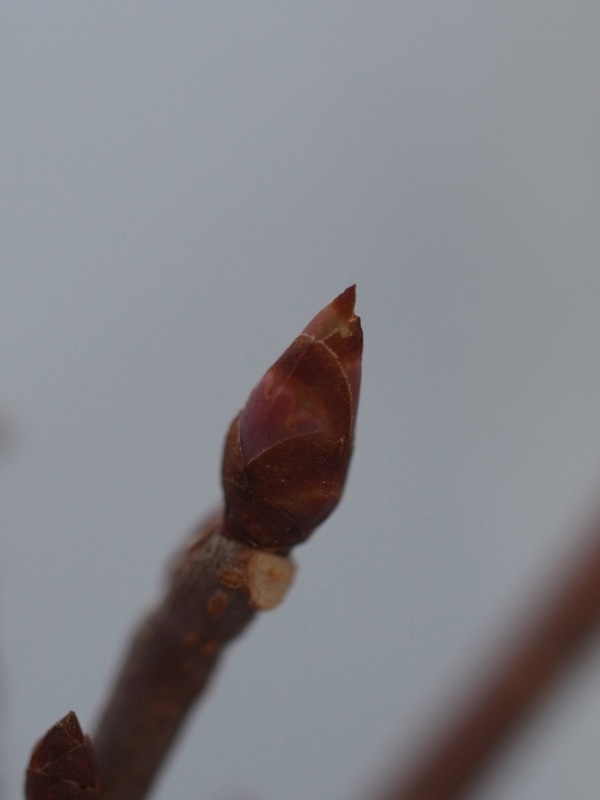 f:id:elmikamino:20111214095056j:image