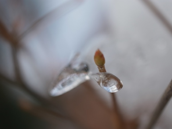 f:id:elmikamino:20111220110434j:image