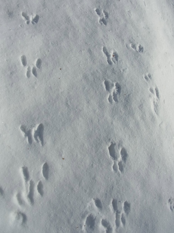 f:id:elmikamino:20111220112143j:image