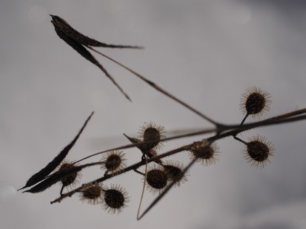 f:id:elmikamino:20111220113635j:image