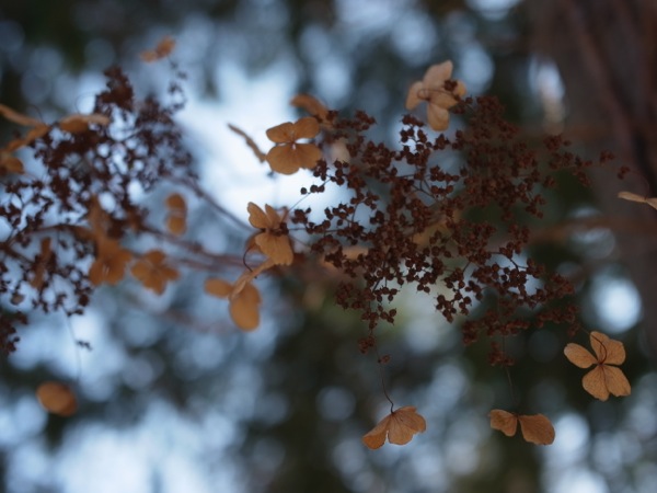 f:id:elmikamino:20111220114717j:image
