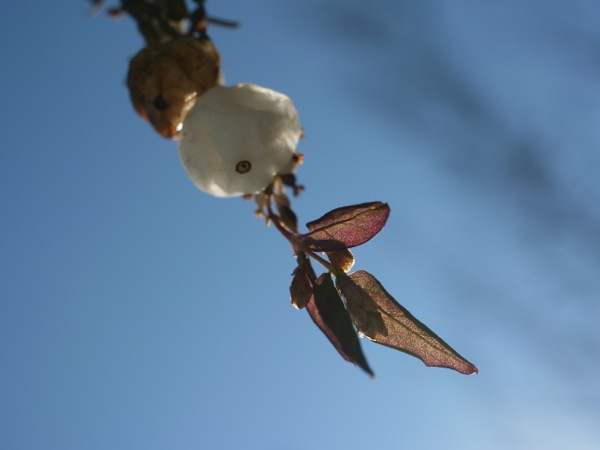 f:id:elmikamino:20111221101755j:image f:id:elmikamino:20111221101755j:image