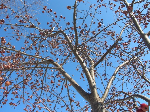 f:id:elmikamino:20111221103216j:image f:id:elmikamino:20111221103216j:image
