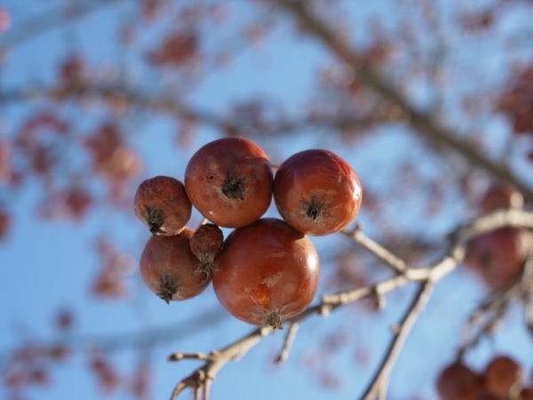 f:id:elmikamino:20111221103346j:image f:id:elmikamino:20111221103346j:image